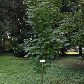 115a