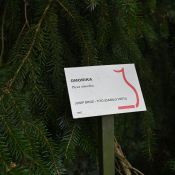52a