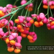 kartica_03