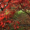 kartica_10