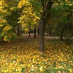 51909362_tom_0045