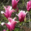 52658515_m_liliiflora3